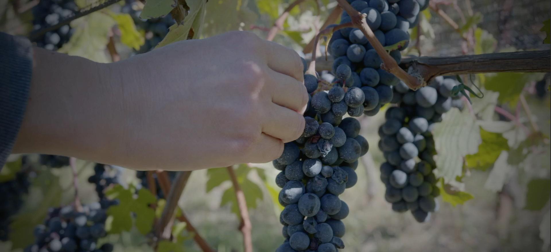 Agriturismo Piedmont Agriturismo Piemont, wine farm with restaurant