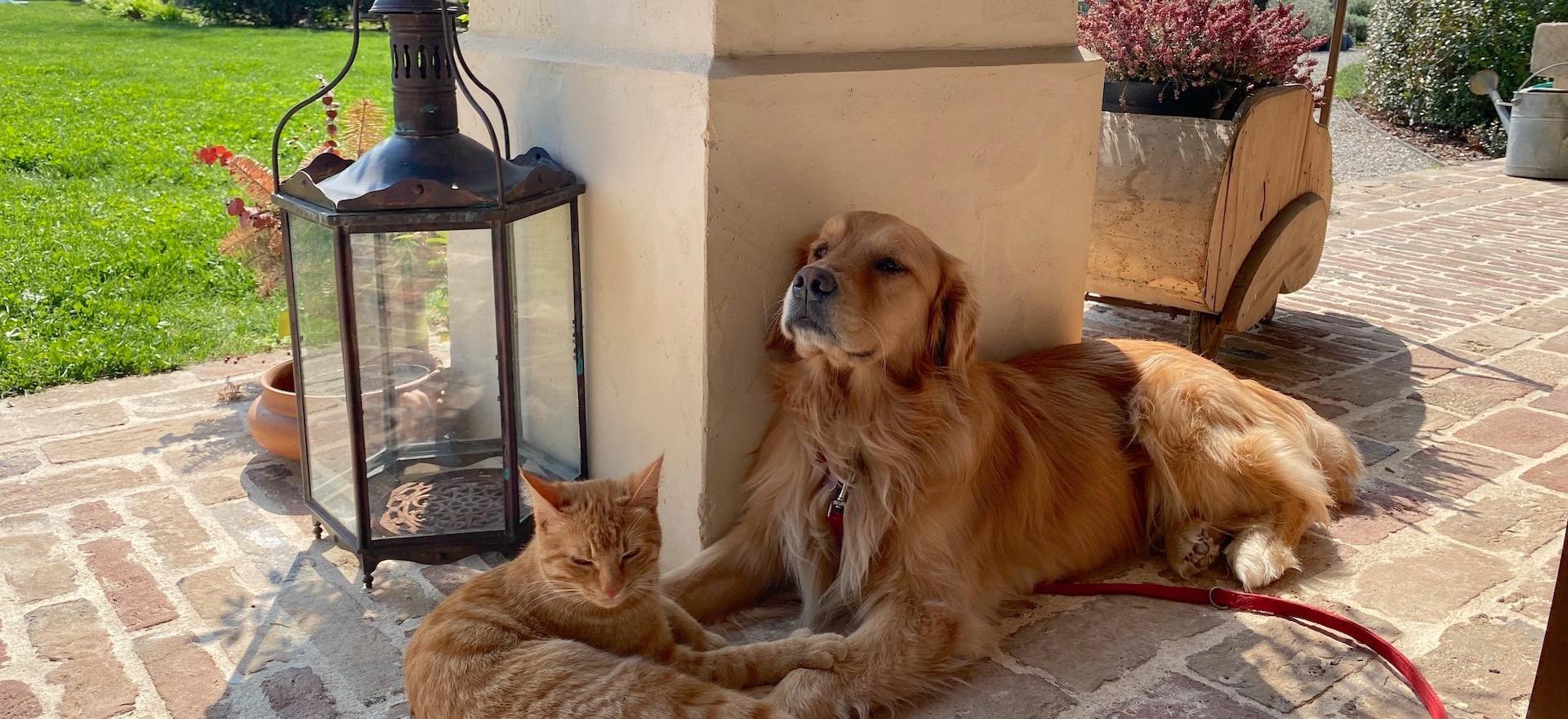 Agriturismo Veneto Charming bed & breakfast in the heart of Veneto