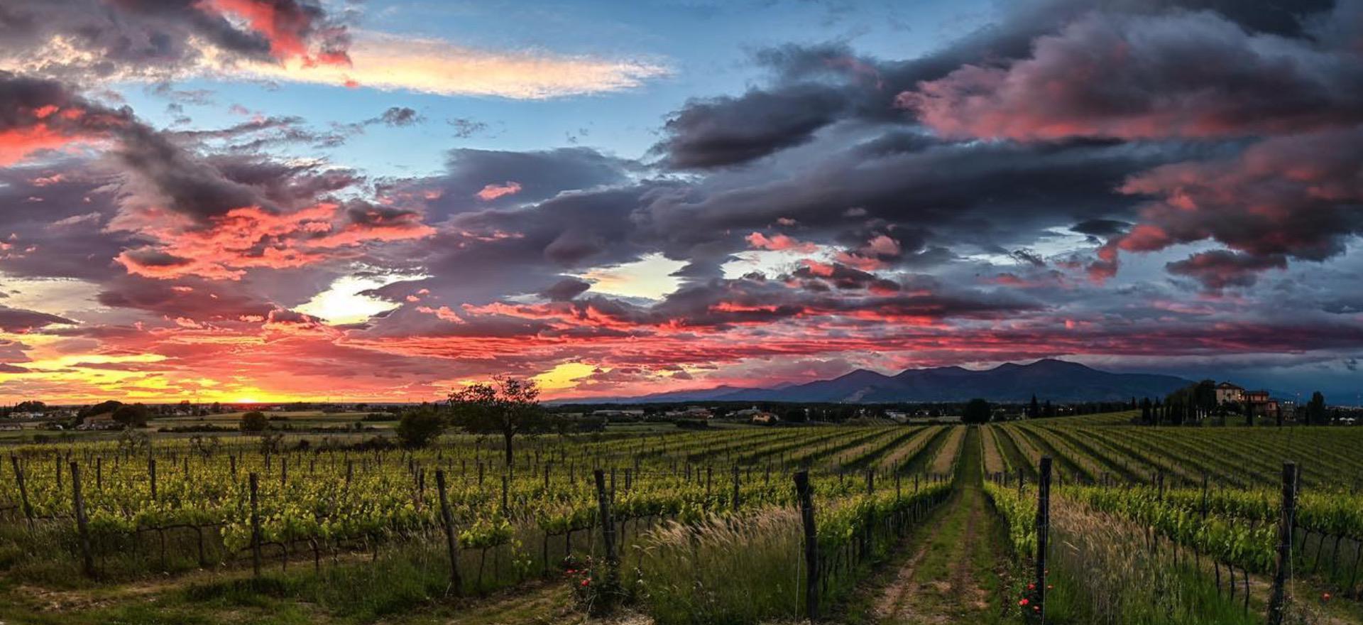 Agriturismo Tuscany Winery and luxury agriturismo near Pisa